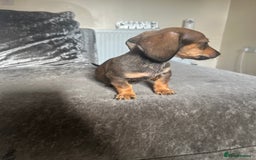 Miniature Dachshund dogs for sale: Miniature daschund puppies  - Image 6