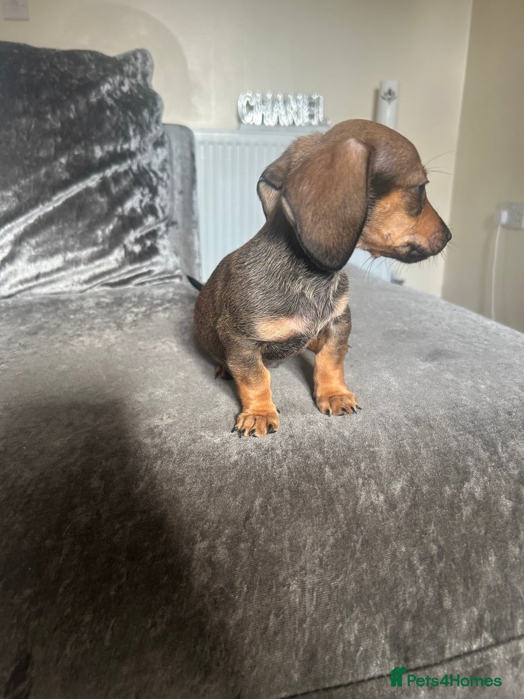 Miniature Dachshund dogs for sale: Miniature daschund puppies  - Image 6