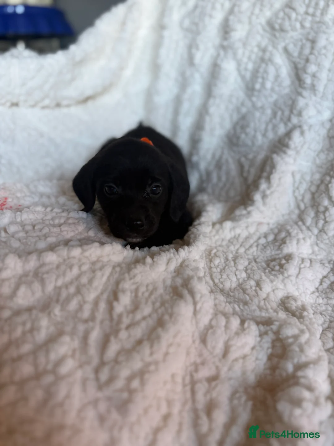 Mixed Breed dogs for sale: 9 playful beagledoor  - Advert 11