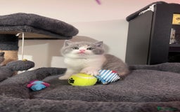 British Shorthair cats for sale:  💖Rare Colors British Shorthair Kittens💖 - Image 11