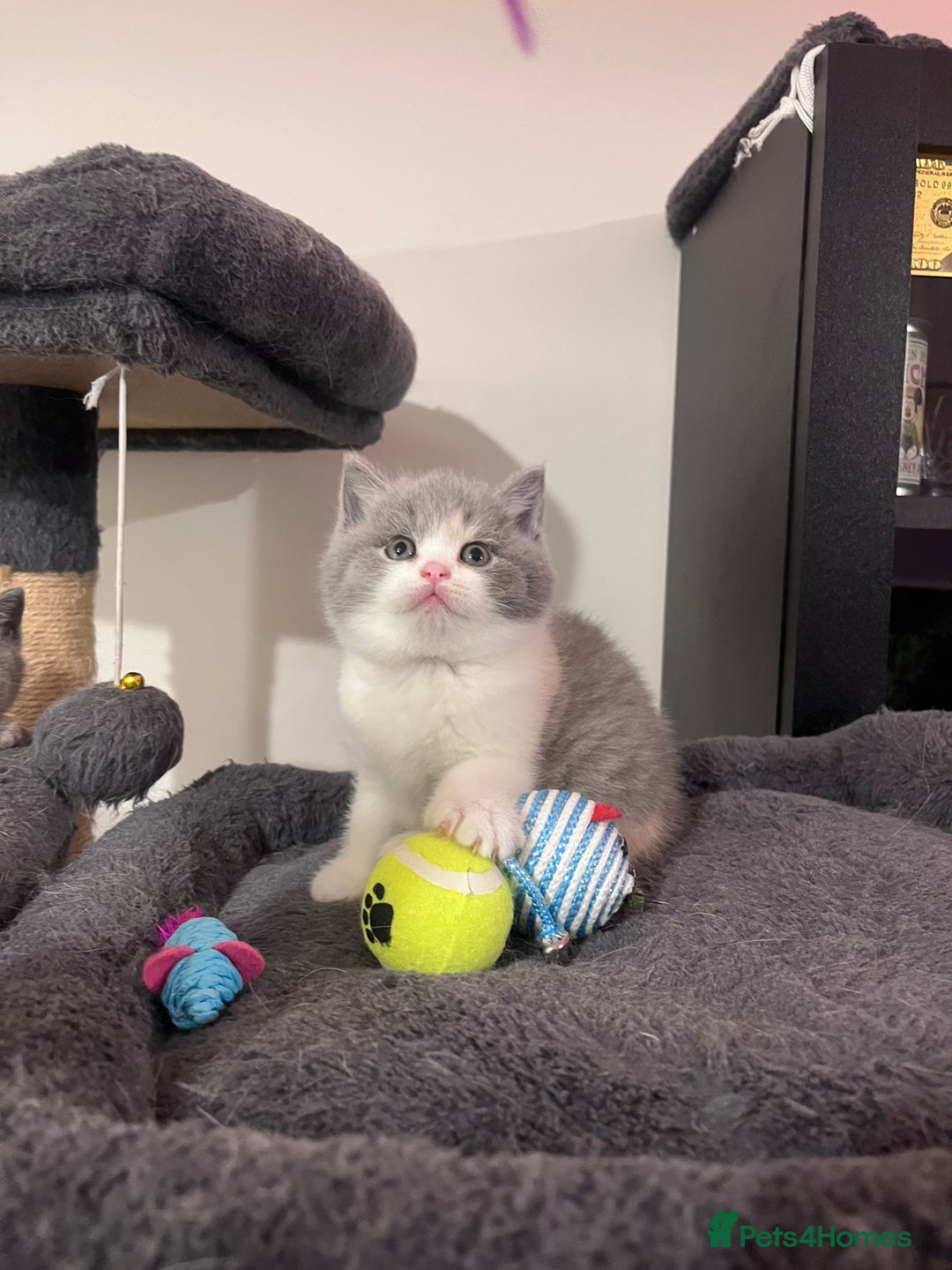 British Shorthair cats for sale:  💖Rare Colors British Shorthair Kittens💖 - Image 11