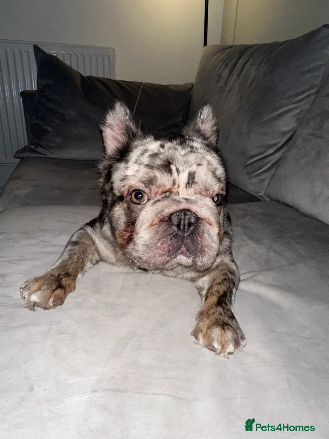 French Bulldog dogs for sale: 🐾 Forever Home Wanted for Bodhi French Bulldog 🐾 - Advert 3