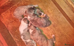Whippet dogs for sale: Kc whippets - Image 13