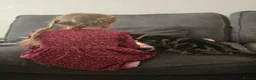 Mixed Breed cats for sale: Beautiful tabby - mixed bengal cat - Advert 5