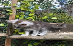 Maine Coon cats for sale: Maincoon kittens ready now  - Image 8