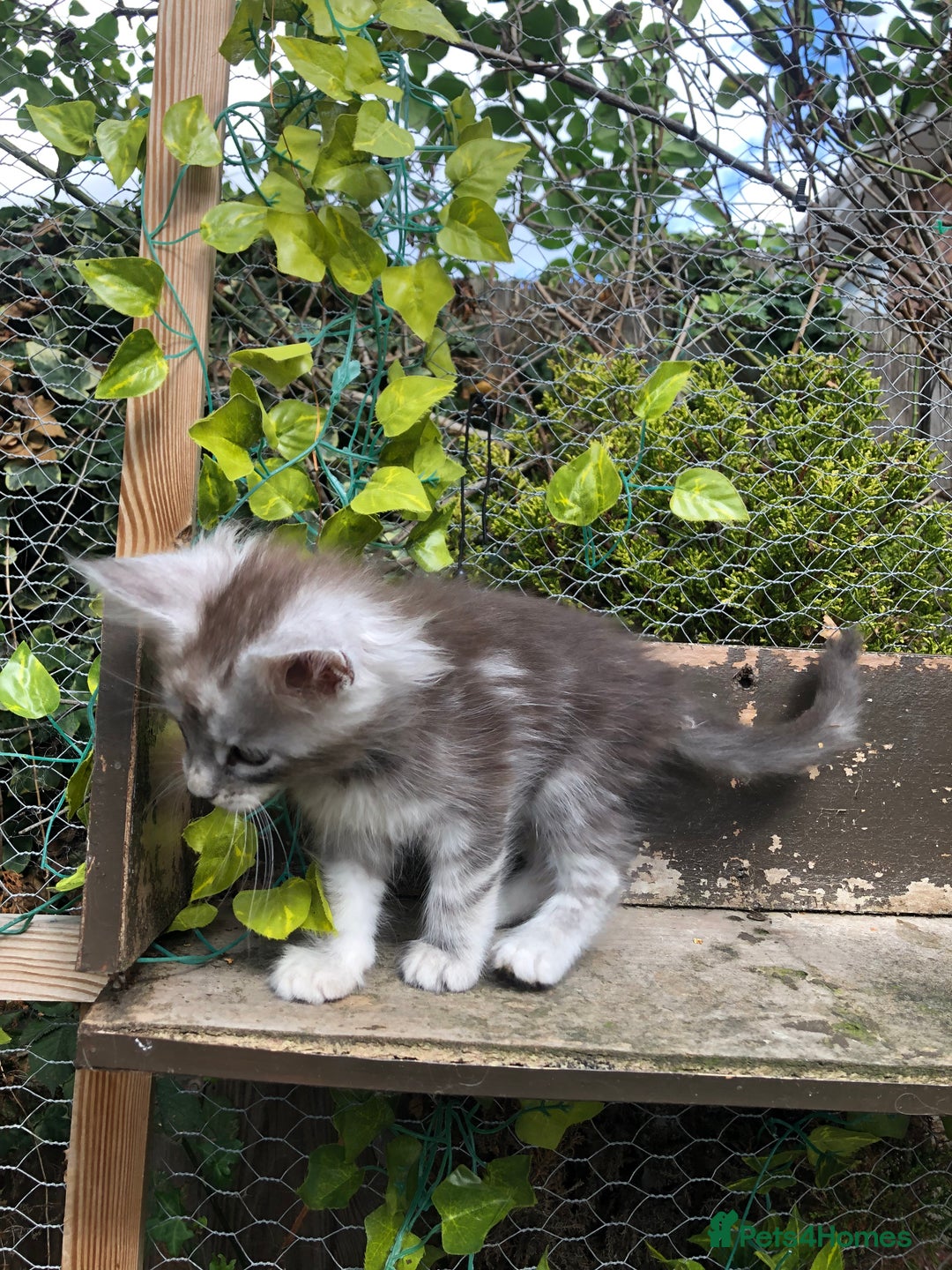 Maine Coon cats for sale: Maincoon kittens ready now  - Image 8