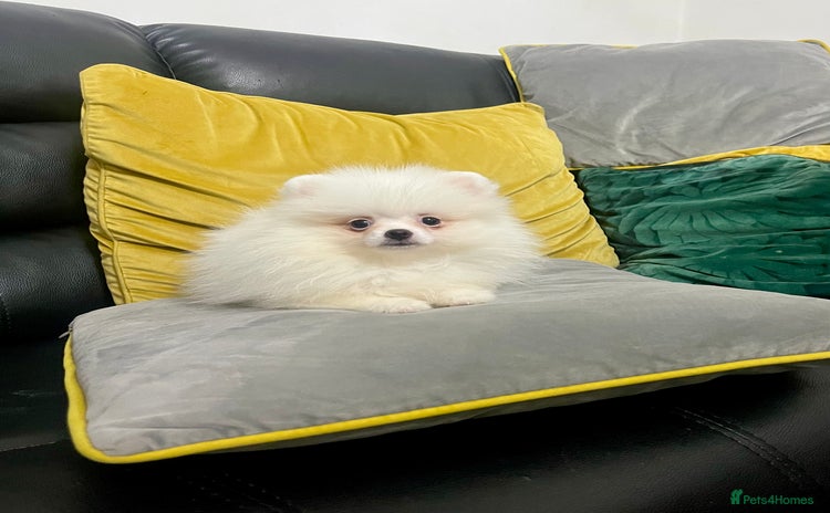 Pomeranian dogs - Advert 5