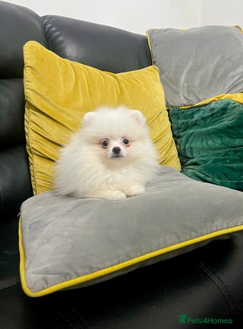 Pomeranian dogs - Advert 10