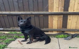 Mixed Breed dogs for sale: Beautiful Puppies For Sale!!! - Image 10