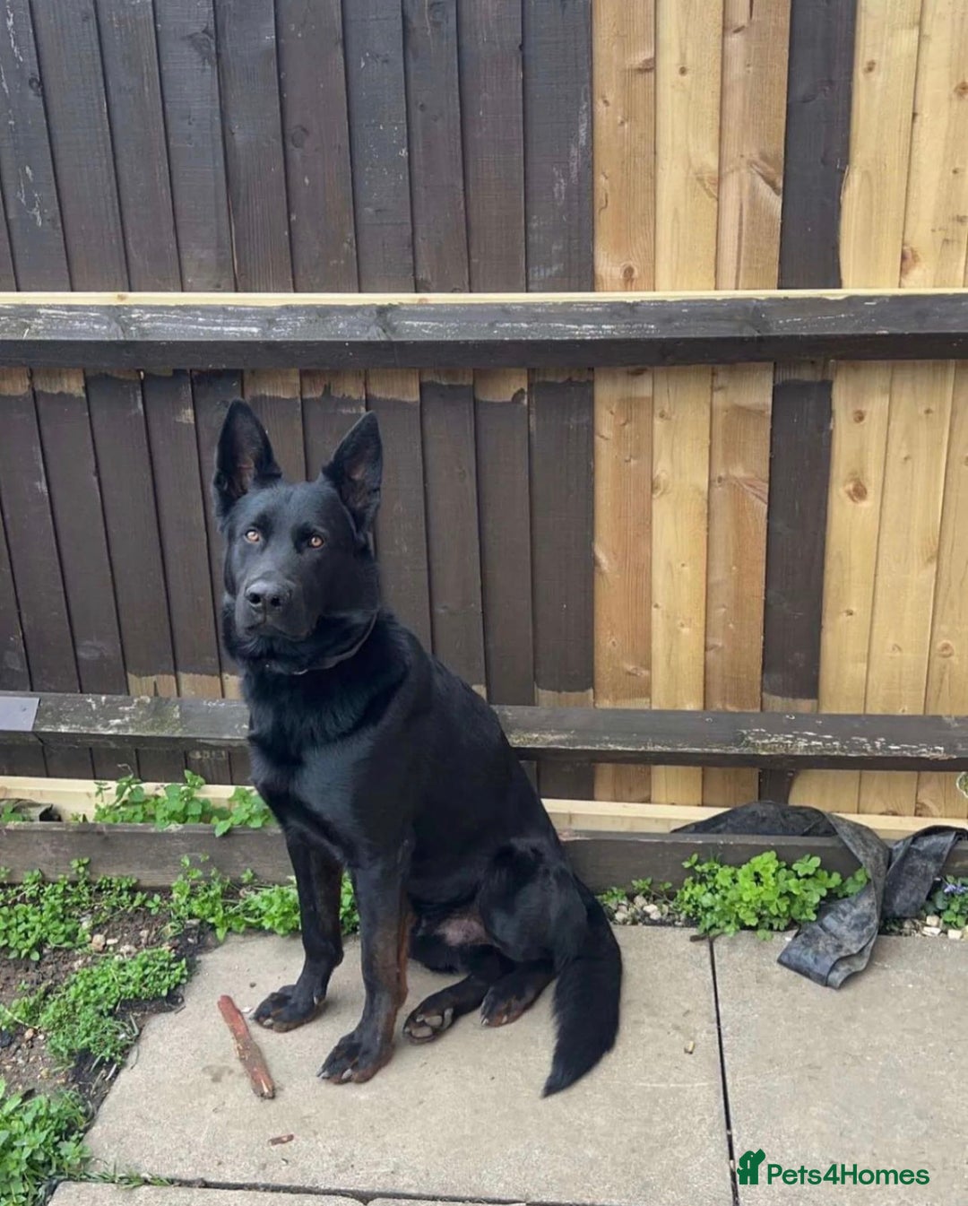 Mixed Breed dogs for sale: Beautiful Puppies For Sale!!! - Image 10