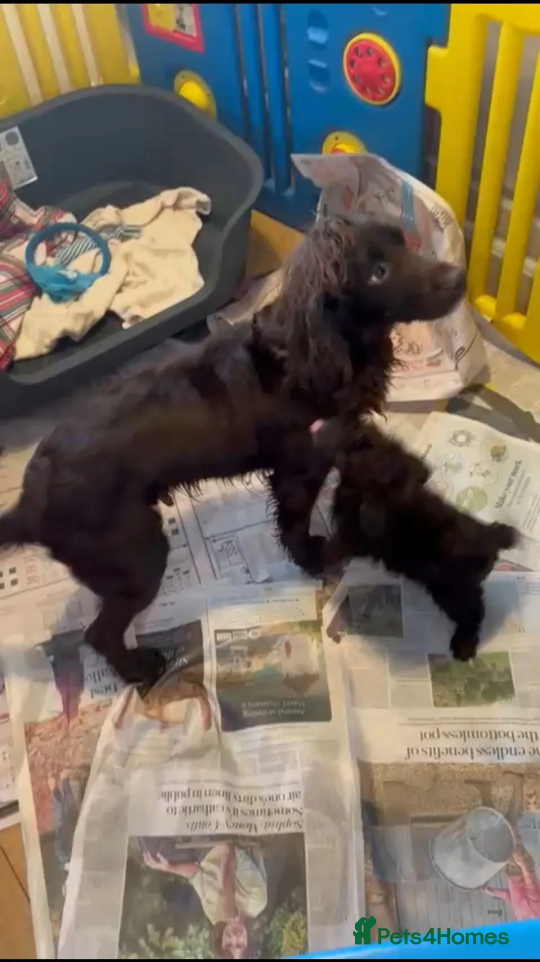 Cockapoo dogs for sale: AVAILABLE NOW - Female FI Cockapoo puppy - Advert 8