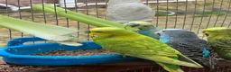 Budgerigars birds for sale: Adult budgies for sale , ready now  - Advert 2