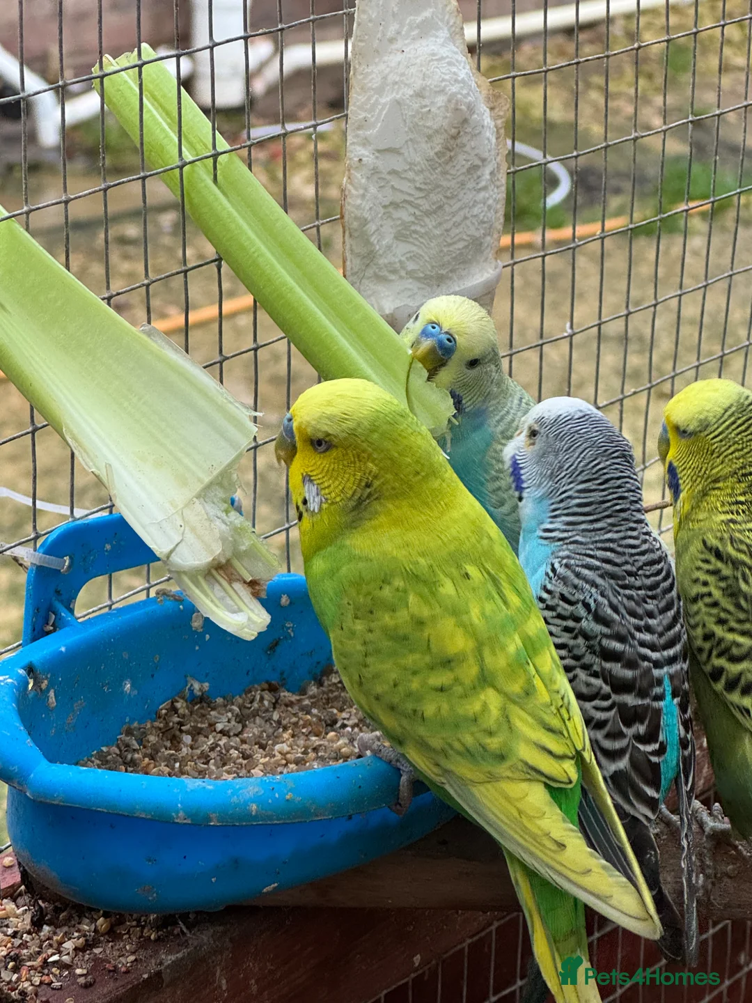 Budgerigars birds for sale: Adult budgies for sale , ready now  - Advert 2