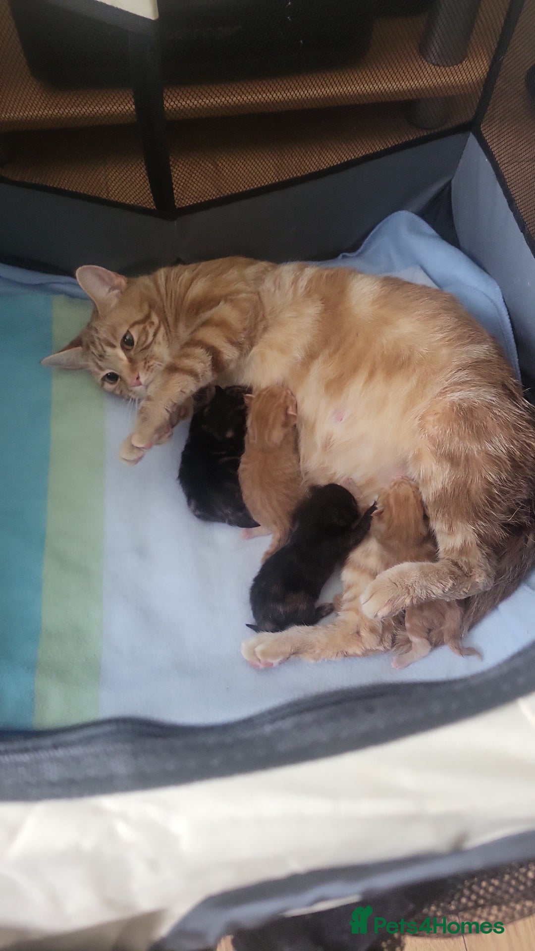 Mixed Breed cats for sale: Beautiful kittens for sale - Image 9