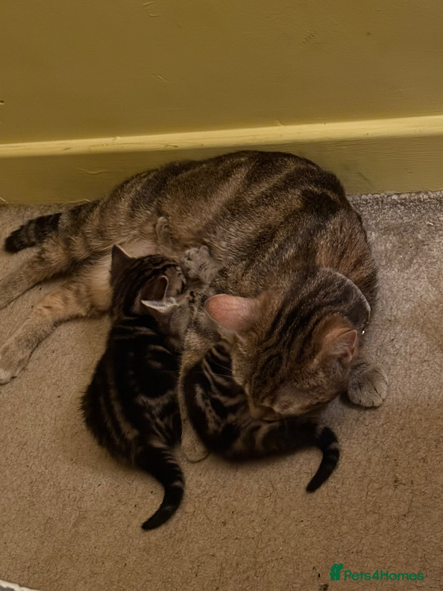 Mixed Breed cats for sale: 3 beautiful kittens  - Advert 2