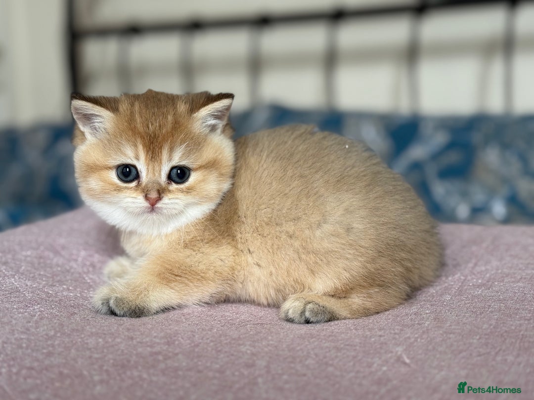 British Shorthair cats for sale: Champion line golden BSH - Image 16