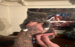 Nebelung cats for sale: 5 beautiful kittens available  in Bradford - Image 22