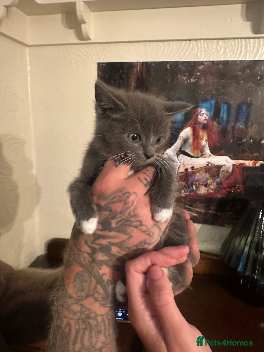 Nebelung cats for sale: 5 beautiful kittens available  in Bradford - Image 22