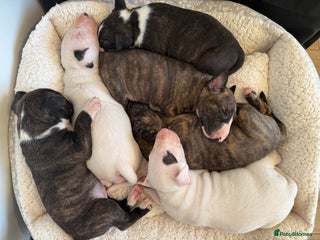 English Bull Terrier dogs K.C Reg Champion line EBT Puppies - Advert 3