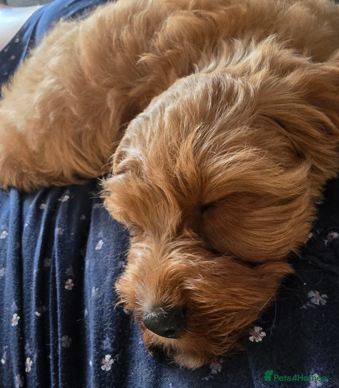 Cavapoo dogs for sale: Holly - Image 2