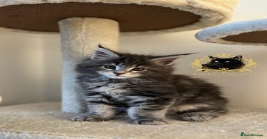 Maine Coon cats - Advert 9