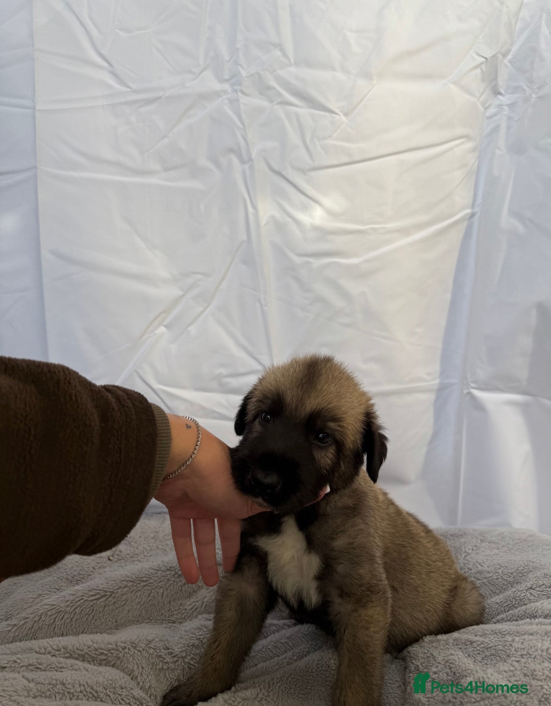 Irish Wolfhound dogs for sale: Bred From Extensively Health Tested Parents - Advert 26