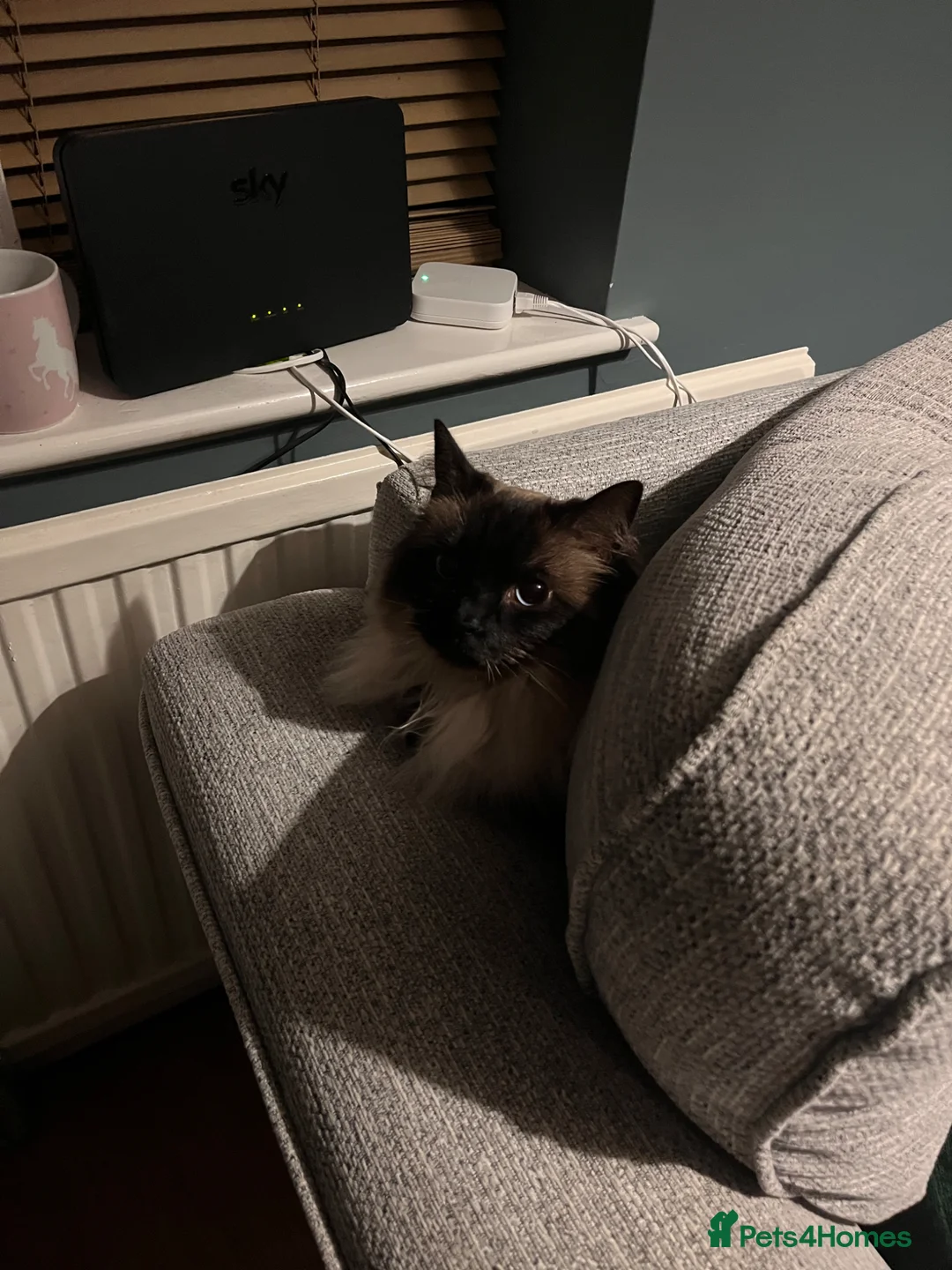 Ragdoll cats for sale: Beautiful Ragdoll looking for new home in Leicester - Advert 5