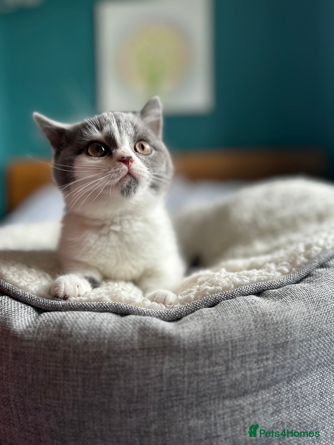 British Shorthair cats for sale: Pedigree British Shorthair Kittens - Image 17