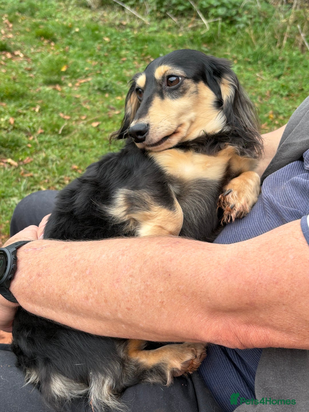 Miniature Dachshund dogs for sale: Stunning litter of Mini Long Haired Dachshunds - Advert 12