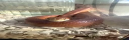 Corn Snake reptiles for sale: Corn snake - Advert 1
