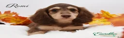 Miniature Dachshund dogs for stud: Miniature Longhaired Chocolate and Cream Stud - Advert 5