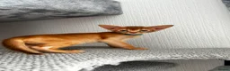 Abyssinian cats for sale: Abyssinian kittens  - Advert 4