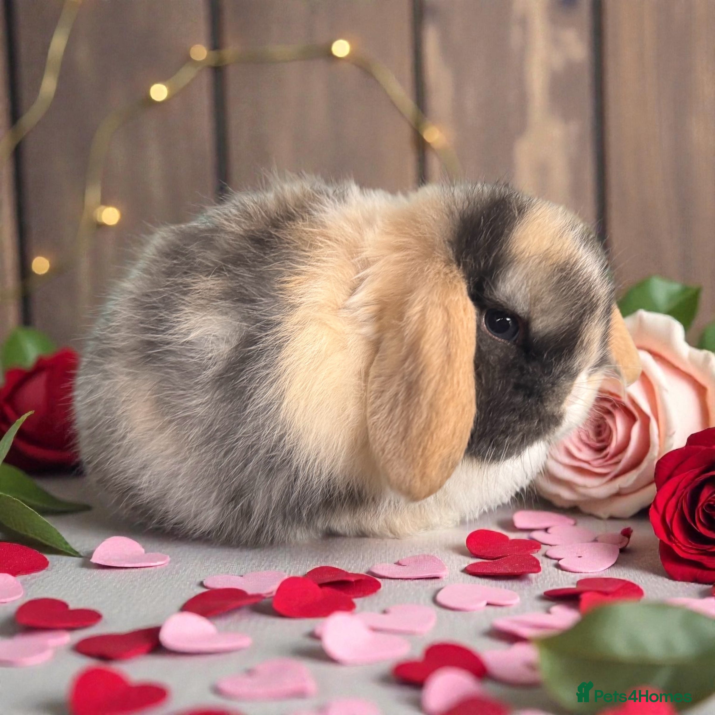 Mini Lop rabbits Blue eyed black Harli split buck - Advert 2