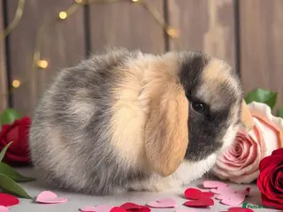 Mini Lop rabbits Blue eyed black Harli split buck - Advert 2