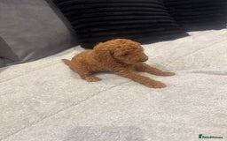 Toy Poodle dogs for sale: Toy puddle  - Image 7