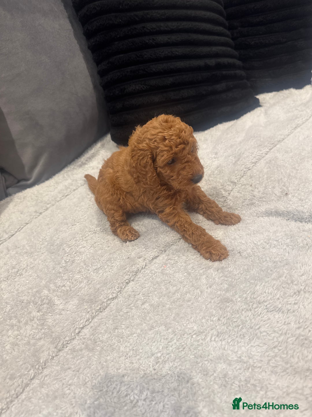 Toy Poodle dogs for sale: Toy puddle  - Image 7
