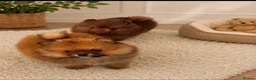 Pomeranian dogs for sale: Teddy bear toy Pomeranian - Advert 1