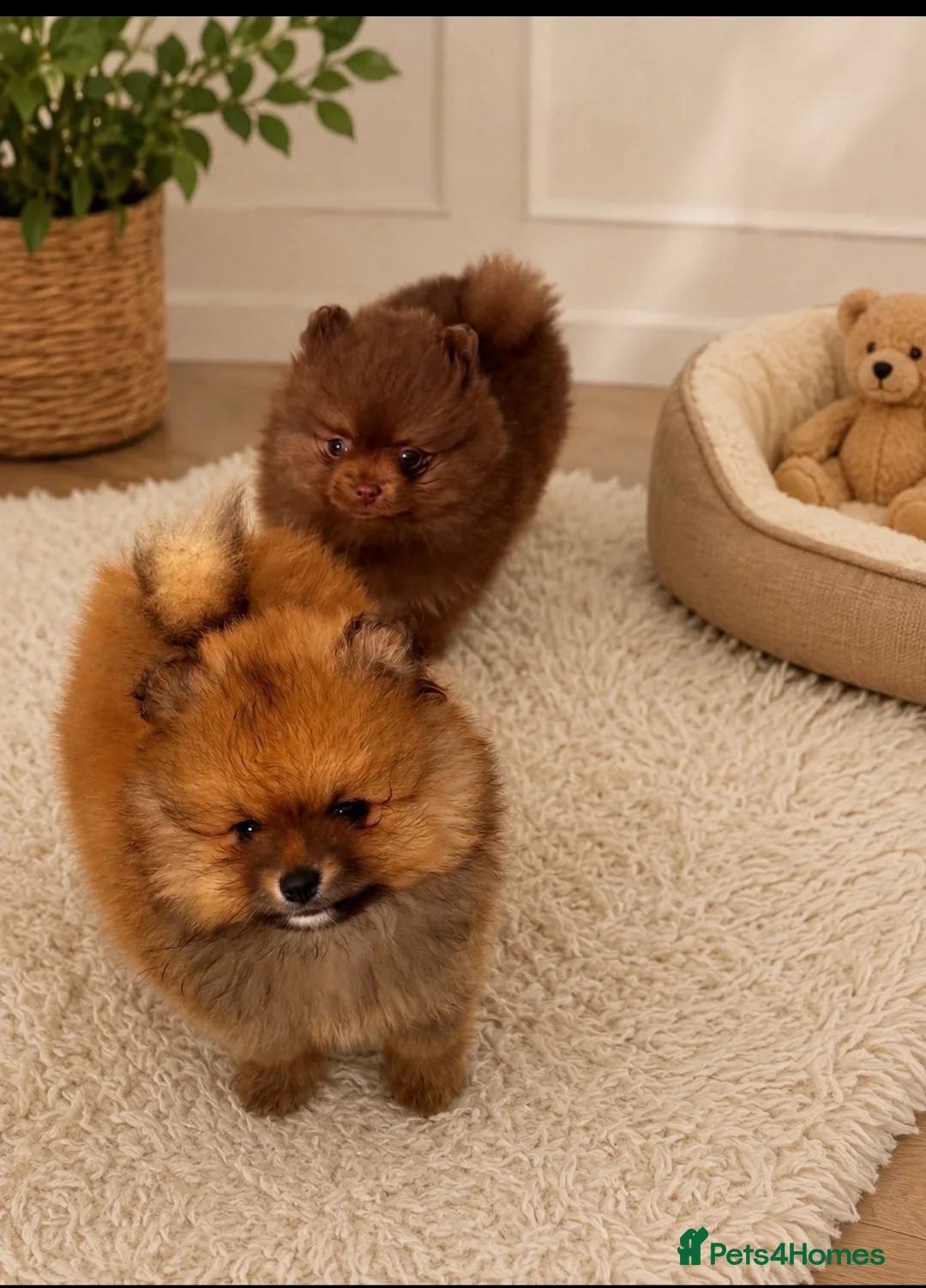 Pomeranian dogs for sale: Teddy bear toy Pomeranian - Advert 1