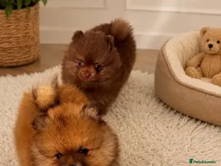 Pomeranian dogs Teddy bear toy Pomeranian - Advert 1