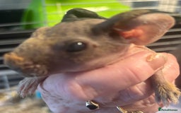 Guinea Pig rodents for sale: * RARE FULL BREED SKINNY PIG BABIES! - Image 4