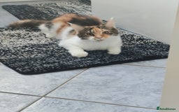 Maine Coon cats for sale: Last female  - Image 6