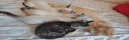 Mixed Breed cats for sale: Ragdoll x ginger mother 4 girls - Advert 1