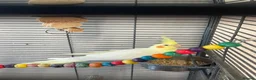 Cockatiels birds for sale: 2 female cockatiels in Gravesend - Advert 9
