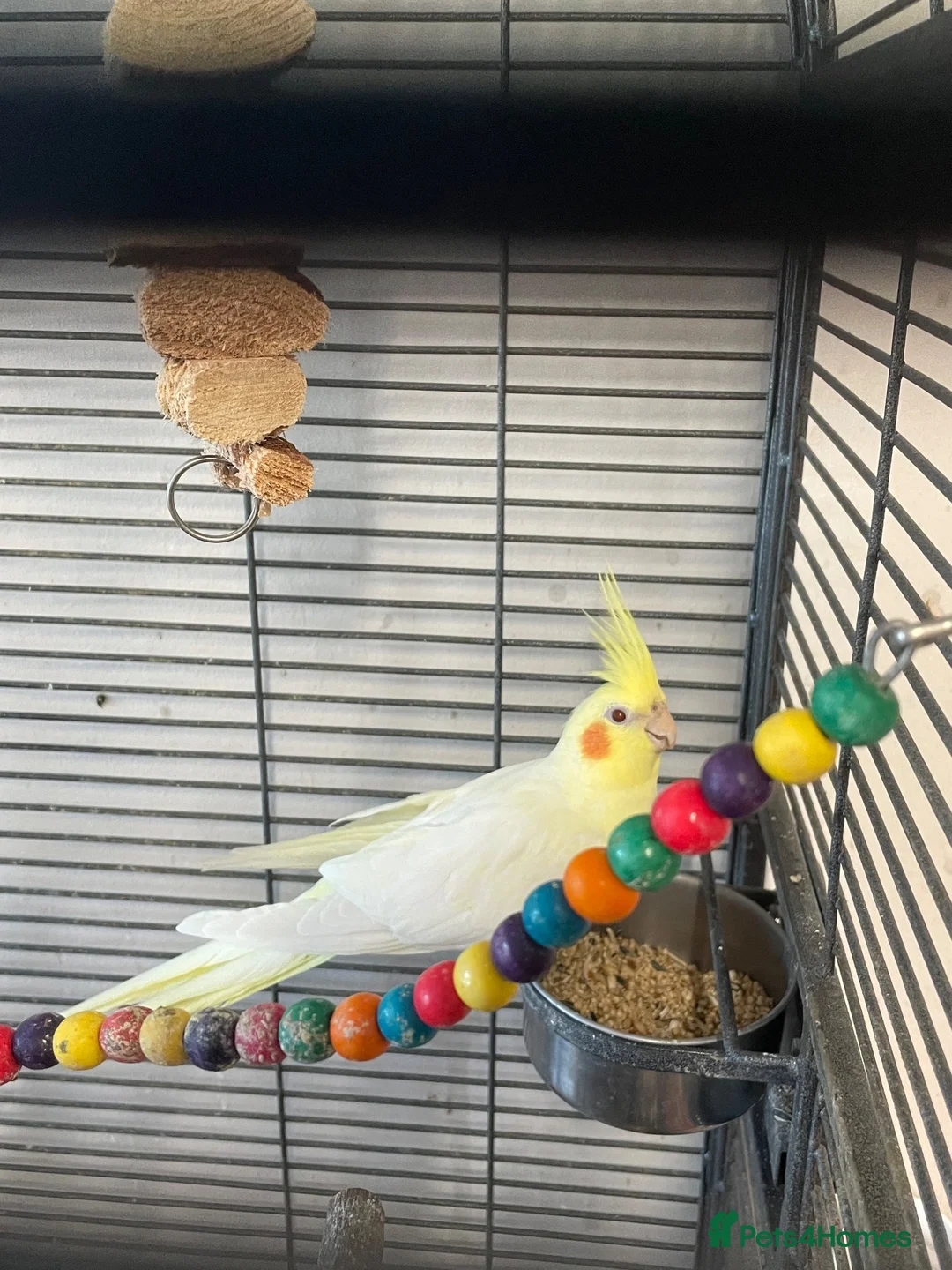 Cockatiels birds for sale: 2 female cockatiels in Gravesend - Advert 9