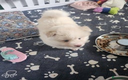 Pomsky dogs for sale: Heavenly Pomskies Puppies  - Image 28