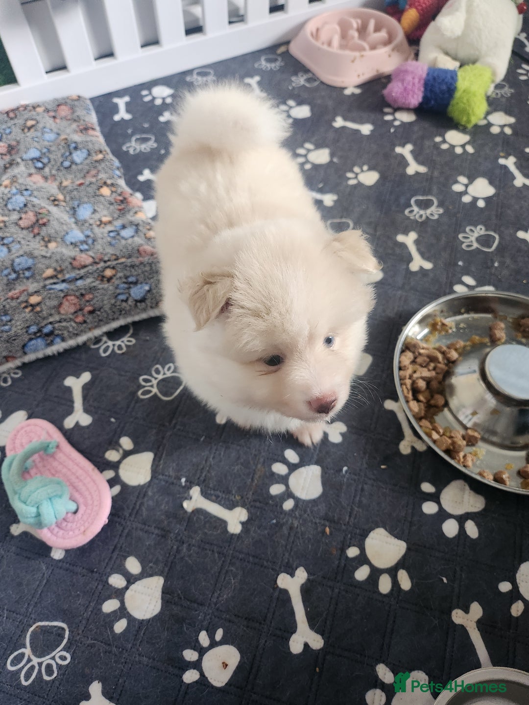 Pomsky dogs for sale: Heavenly Pomskies Puppies  - Image 28