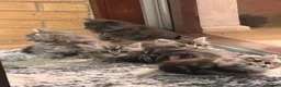 Maine Coon cats for sale: Maine Coon kittens - Advert 17