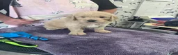 Goldendoodle dogs for sale: Golden doodles F1 in Grimsby - Advert 17