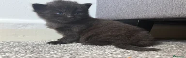 Fluffball (pure black super fluffy)