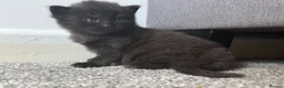 Mixed Breed cats for sale:  🐱 3 ADORABLE MALE KITTENS — Yeovil 🐱 - Advert 6